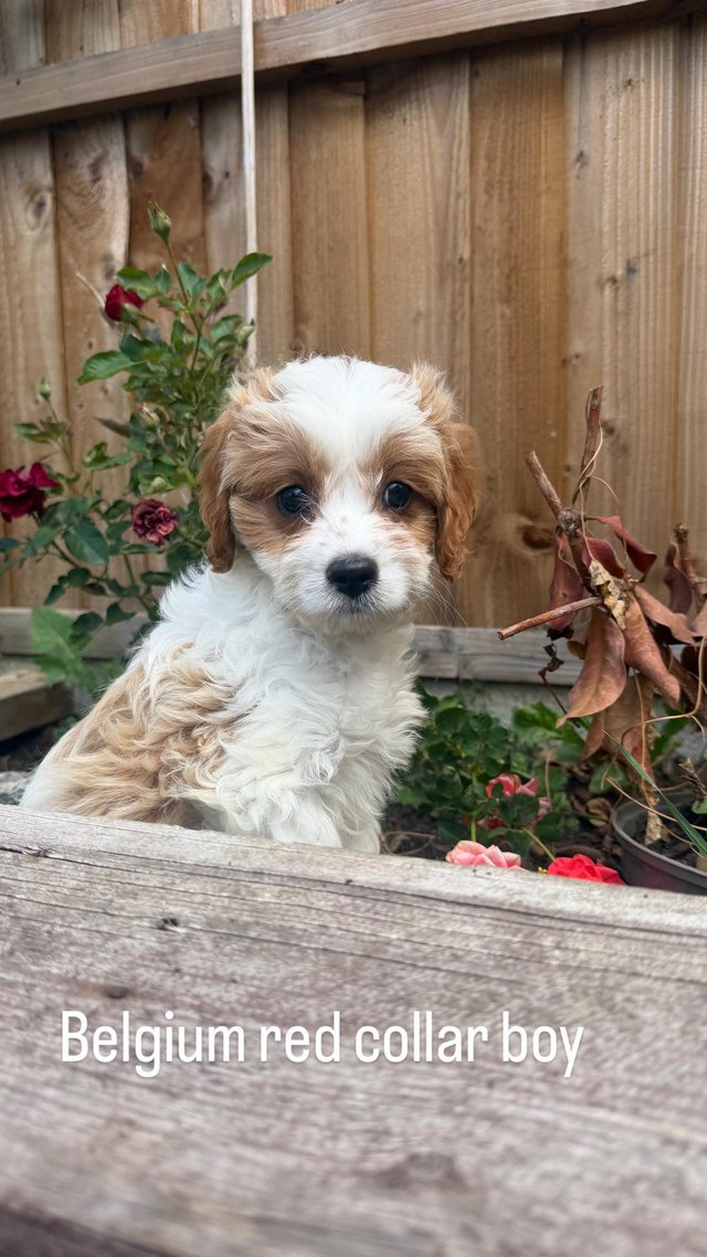Lovely Cavapoo puppy’s ready now — photo 3 of 4