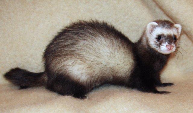 Preview of the first image of WANTED!!! Ferret Jill, any colour.  Near hertfordshire.