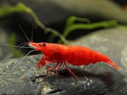 Image 5 of Red cherry shrimps for sale ( neo caridina davidi shrimps)