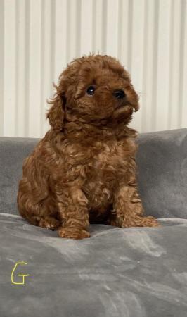 Image 21 of Gorgeous,Deep Red,Health tested Cavapoo pups
