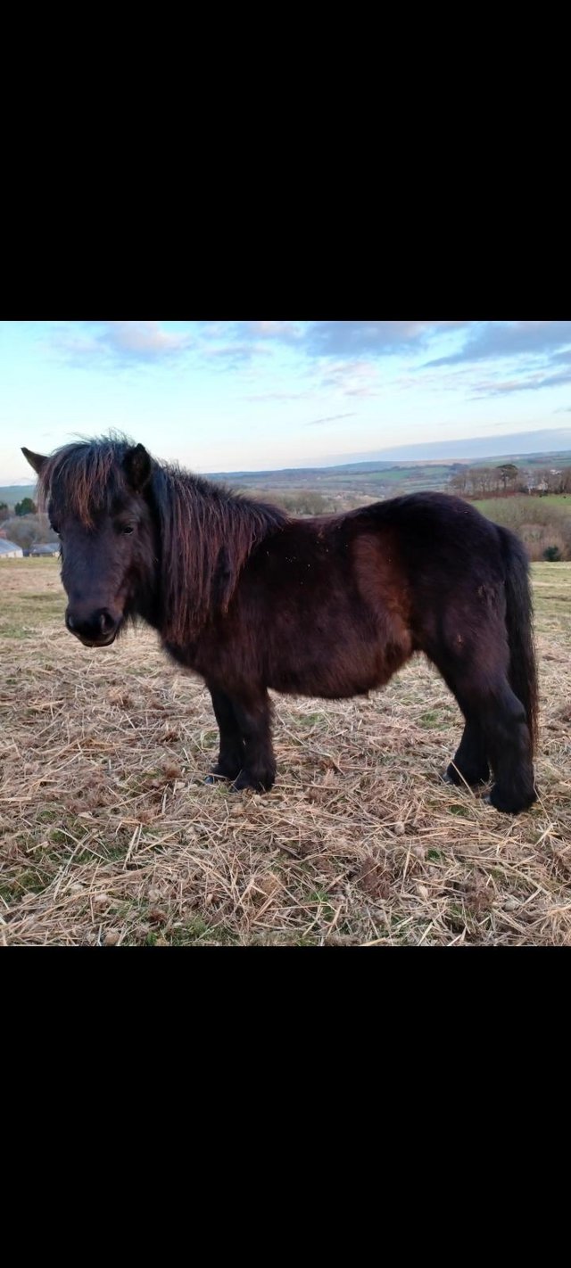 Preview of the first image of Black standard yearling shetland colt.
