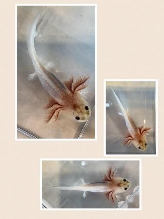Image 3 of Axolotls for Sale various morphs
