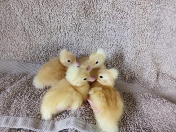 Image 2 of White Crested ducklings