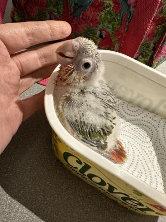 Image 4 of Hand Reared Baby Yellow Sided Pineapple Conures