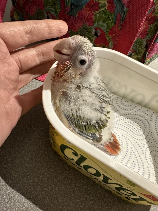 Preview of the first image of Hand Reared Baby Yellow Sided Pineapple Conures.