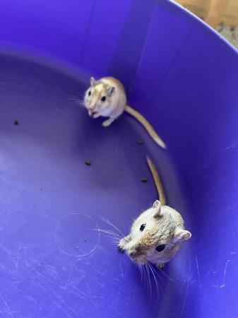 Image 7 of Male Gerbils with Glass Tank