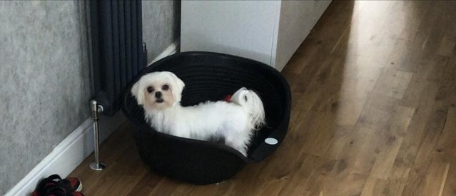 Image 1 of 4year old kc Maltese female for sale