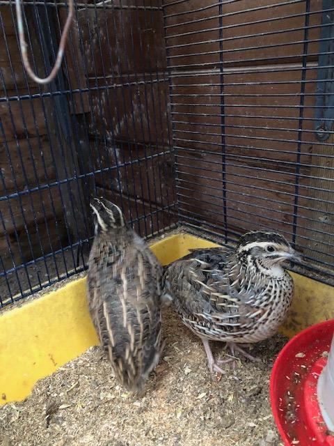 Preview of the first image of Japanese Quail Breeding Pair.