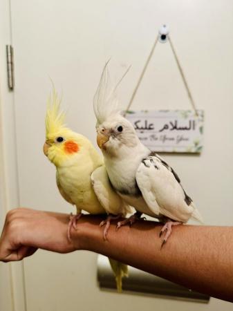 Image 2 of Hand Tamed/Untame Cockatiels for Sale