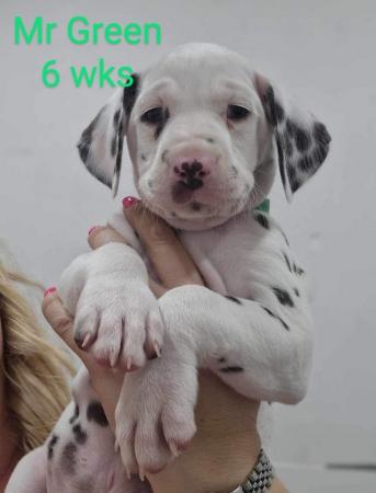 Image 12 of Dalmatian puppies, liver and white, full hearing, kc Reg