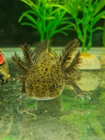 Image 2 of 7 month old axolotls unsexed