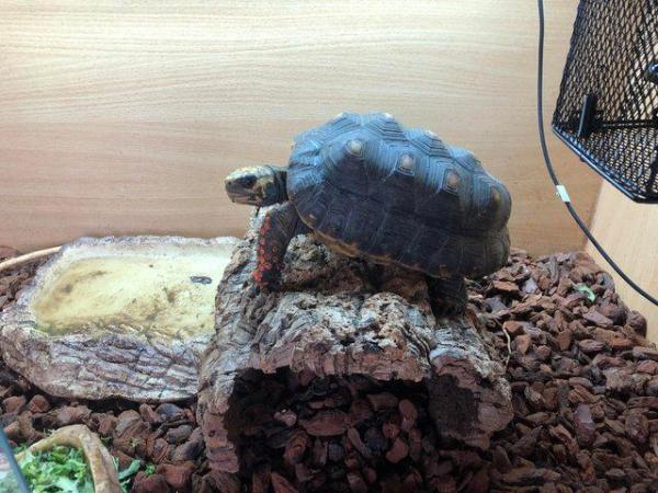 Image 4 of Adult female red foot tortoise