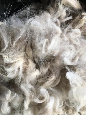 Image 1 of Best quality alpaca fleece (back) Ready for spinning.