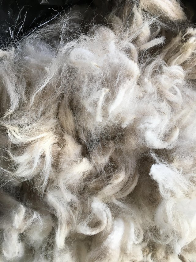 Preview of the first image of Best quality alpaca fleece (back) Ready for spinning..