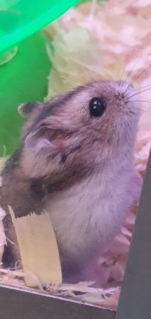 Image 6 of Baby Russian Dwarf Hamsters For Sale