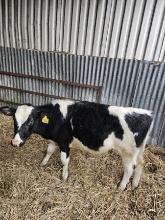 Image 1 of 7 month old British Blue calves