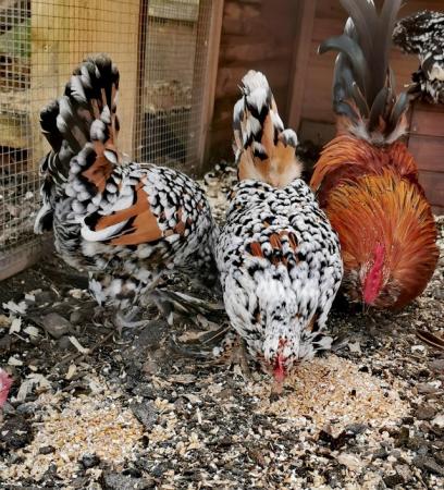 Image 2 of Barbu DUccle MilleFleur Hatching Eggs chicks Chickens bantam