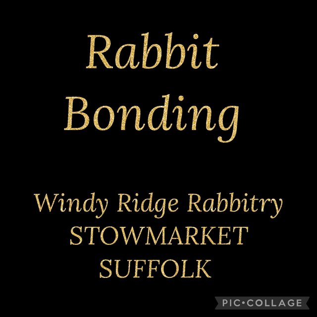 Preview of the first image of Rabbit Bonding Stowmarket Suffolk.