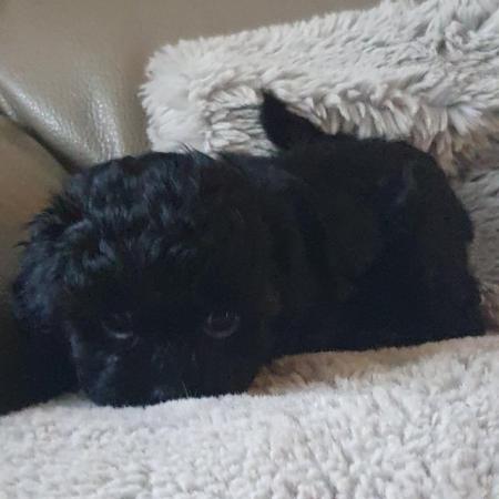 Image 7 of Toy Shihpoo puppy girl (imperial)