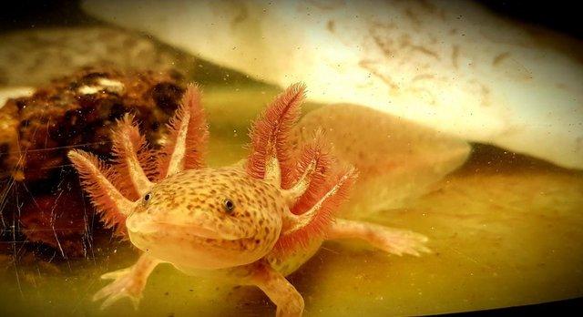 Image 6 of Axolotls, different types and colours available
