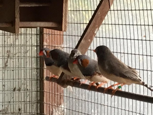 2026 Zebra finch pair for sale — Pets & Animals in Rayleigh