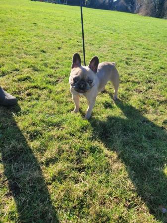 Image 5 of Kc reg french bulldog bitch for sale