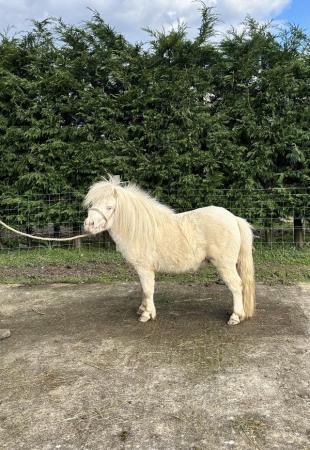 Image 2 of Exceptional Cremello Fully Registered Shetland Colt