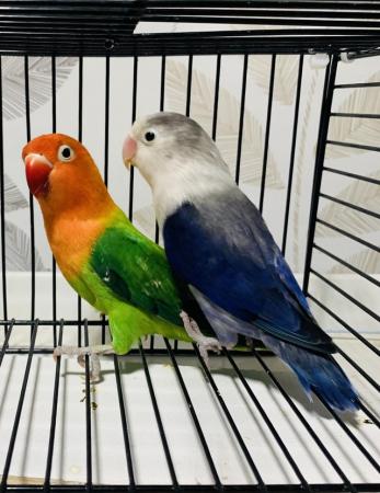 Image 4 of Fischers Lovebirds mutations available