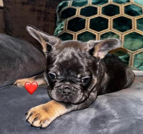 Image 5 of Pedigree French bulldog puppies looking for forever homes