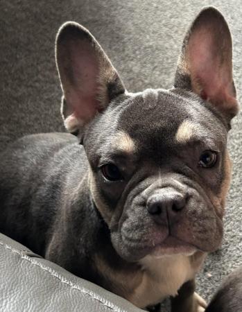 Image 1 of KC registered French Bulldog Girl Puppy