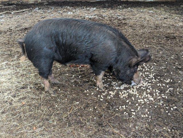 Preview of the first image of Pure Berkshire breeding Boar.