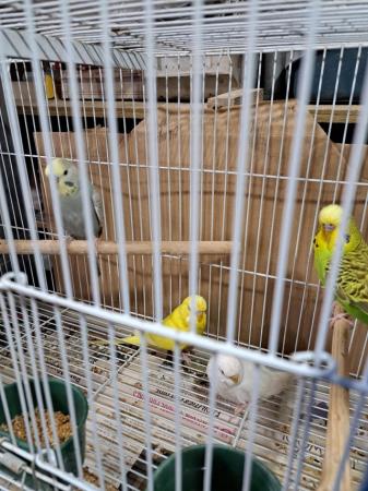 Image 5 of 4 budgies looking for a new home 20 each or all for 60