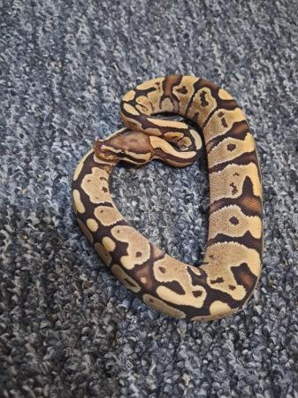 Image 7 of Baby Royal Pythons Available