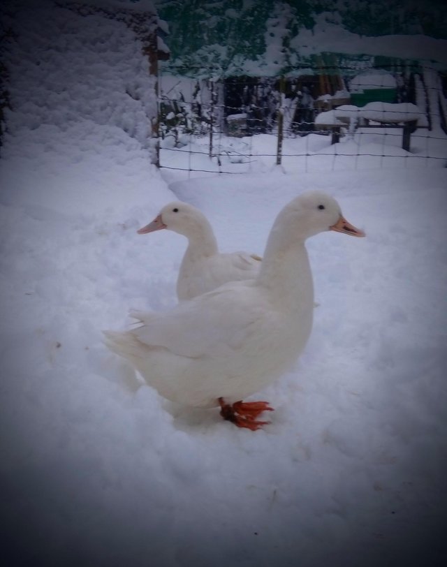 Preview of the first image of Free Range Eggs Hen/Duck.