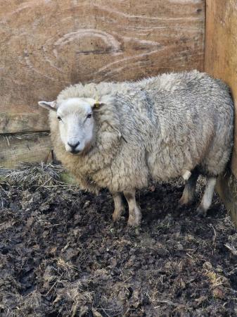 Image 6 of Range of shearling sheep available from closed herd