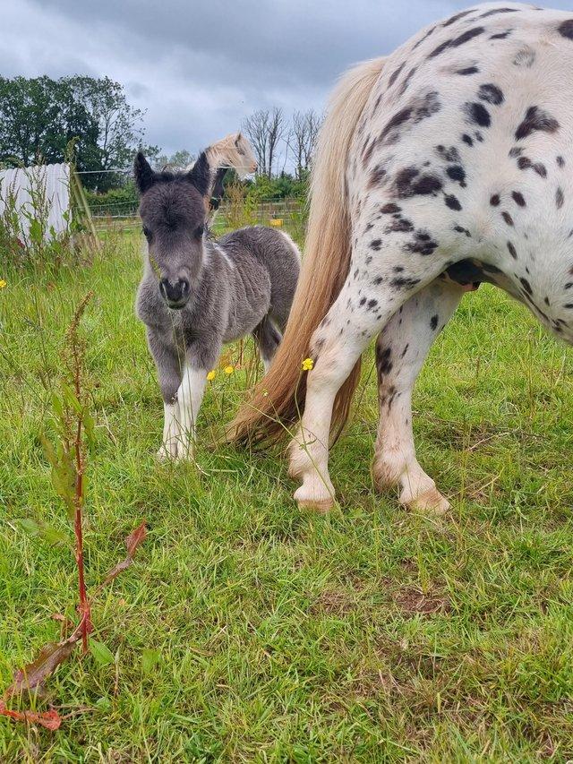 Preview of the first image of Registered spotted pony with filly foal at foot.