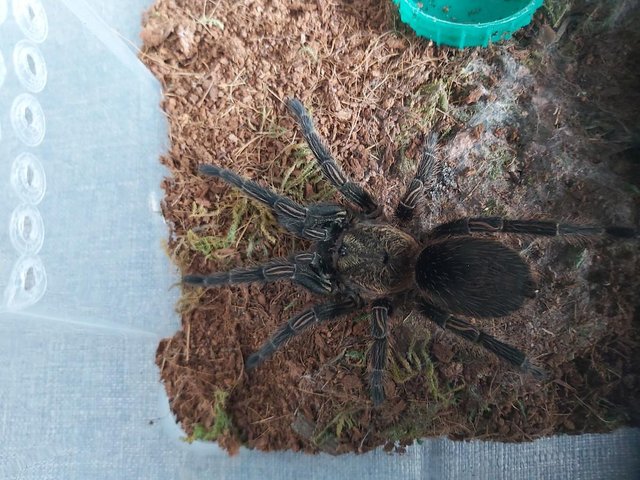 Preview of the first image of Theraphosinae sp Piura - Green Velvet Tarantula.