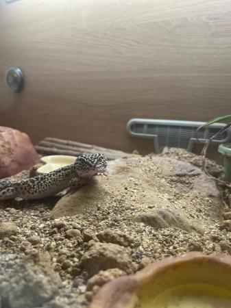 Image 2 of Almost four year old leopard gecko and set up
