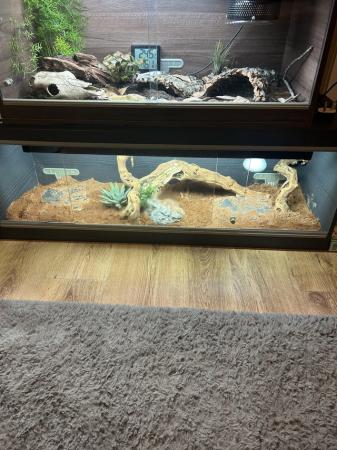 Image 2 of High red bearded dragon