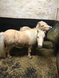 Image 1 of Shetland Mare and Gelding Looking for Forever Home
