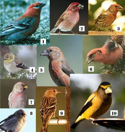 Image 2 of Wanted: Canary Birds, Gouldian Birds, Cockatiels, Finches