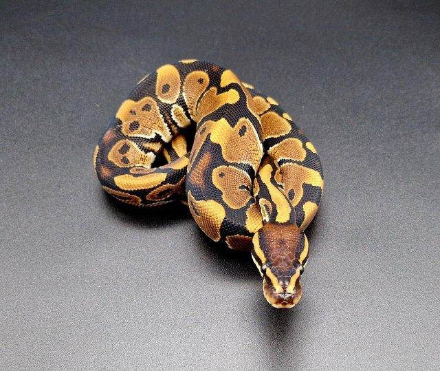 Preview of the first image of Normal 66% Het Toffee Male Ball Python 230201.