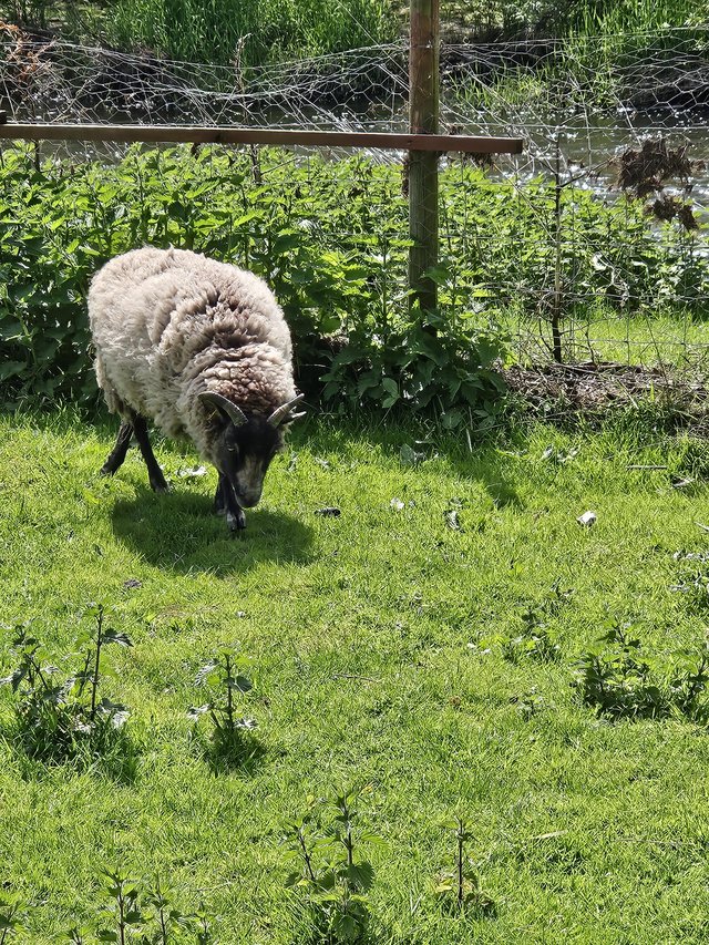 Preview of the first image of Shetland x Wilthorn ewe.
