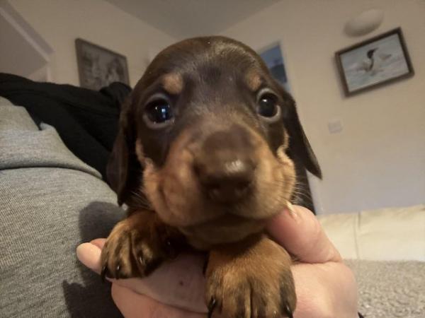 Image 1 of Quality Chocolate miniature dachshund puppies