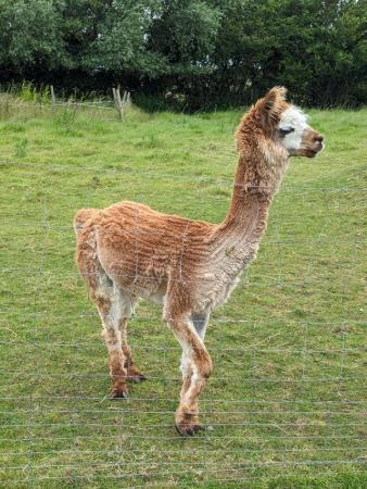 Image 1 of 5 year old Huacaya male alpaca for sale