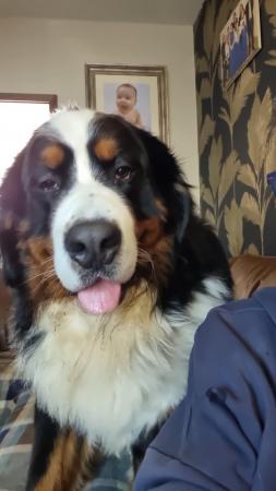 Image 2 of Pure breed Bernese mountain dog pups for sale