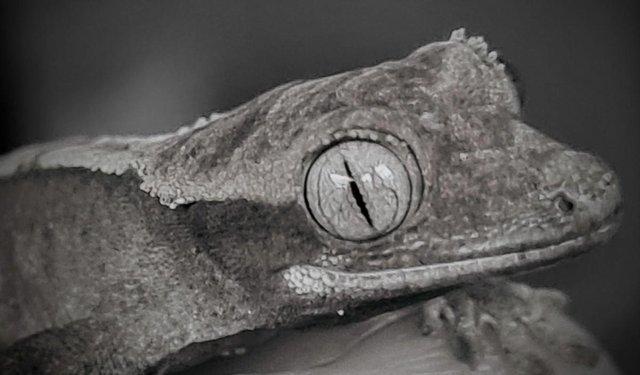 Image 6 of OMG Beautiful Crested Geckos!!!