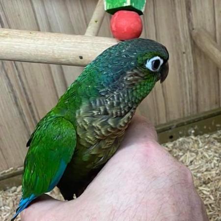 Image 5 of Conures Now Available - Hand Tame and Hand Reared
