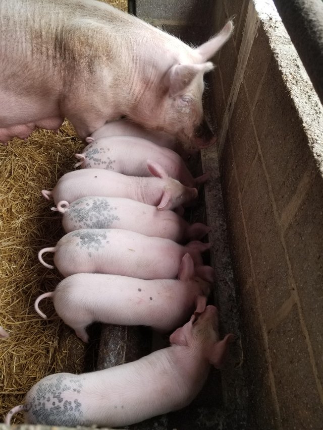 Preview of the first image of Commercial type piglets,.