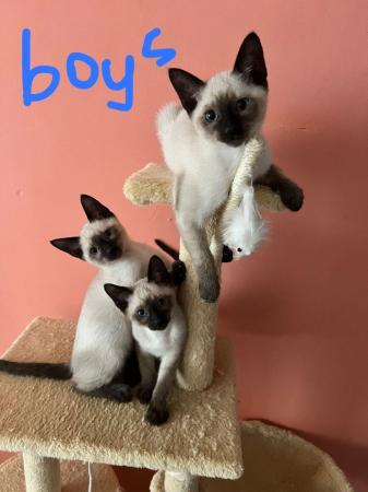 Image 30 of Siamese kittens,ready now only 3 boys left